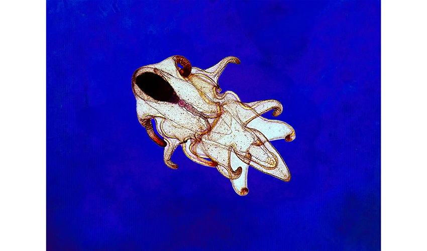 abstract image of marine life against a blue background
